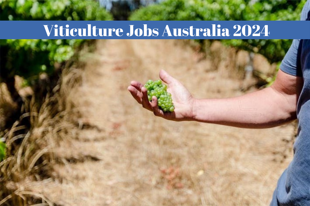 Viticulture Jobs Australia 2024